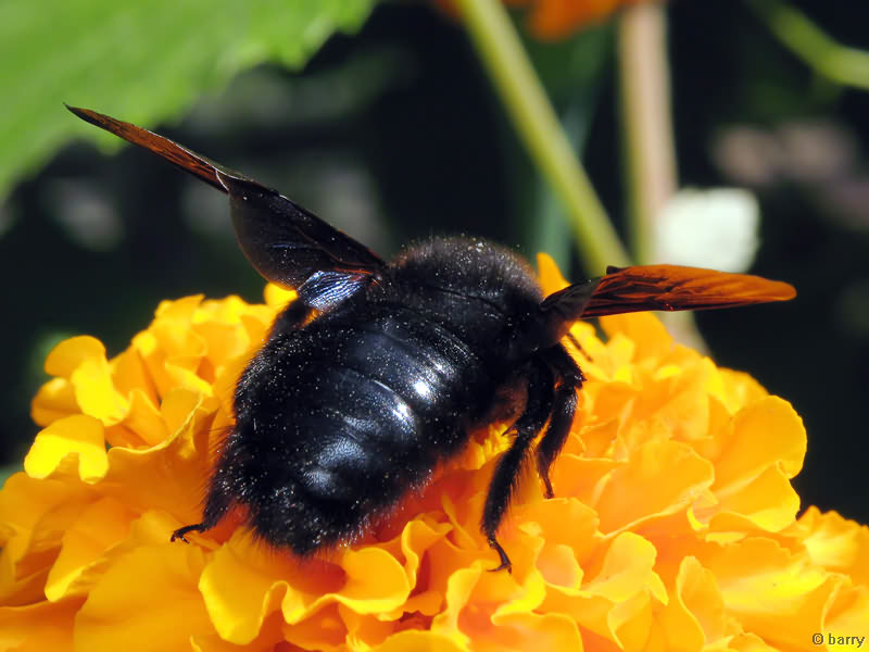 Xylocopa violacea (Linnaeus, 1758)